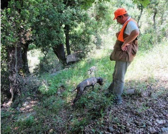 Hatay'da bulundu kilosu 2 bin euro kralların yiyeceği trüf mantarına bakın - Resim: 1