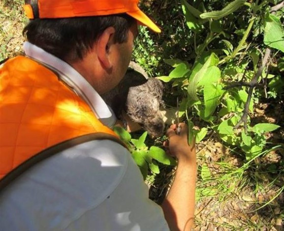Hatay'da bulundu kilosu 2 bin euro kralların yiyeceği trüf mantarına bakın - Resim: 2