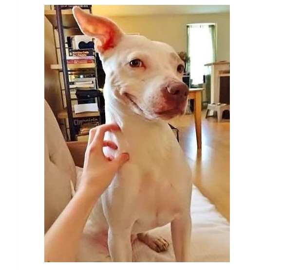 Köpek ve kedileri hiç böyle görmediniz - Resim: 4