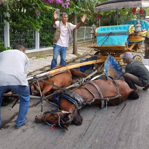Erdem Gül buna niye ses etmiyor? Adalarda fayton atına eziyetin görüntüsü - Resim: 1