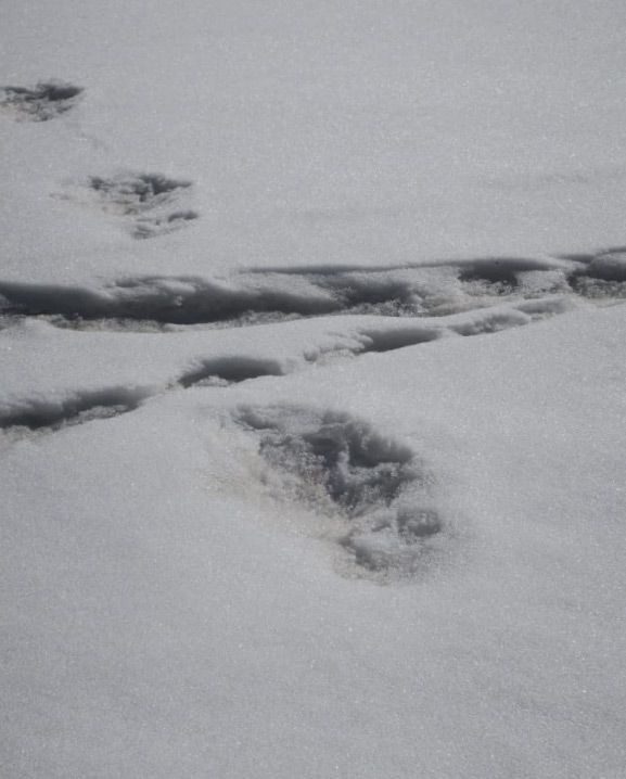 Ordu resmen açıkladı: Canavarın ayak izini bulduk - Resim: 2
