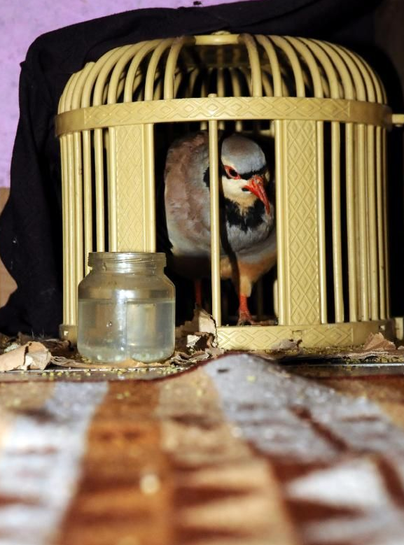 Bayrak satıcısı böyle bir evde oturuyor - Resim: 1