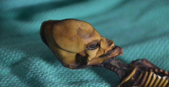 Uzaylı mumyası olduğu iddia edilmiş! Tüm sır çözüldü - Resim: 2