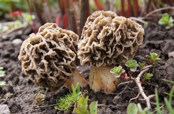 Fiyatı çeyrek altın kadar ama satmıyorlar - Resim: 2