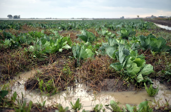 Mersin'de tarlalar ve seralar sele gitti çok büyük hasar var - Resim: 1
