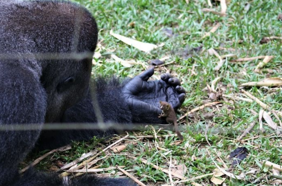 Böyle dostluk görülmedi! Dünya onlara hayran - Resim: 4
