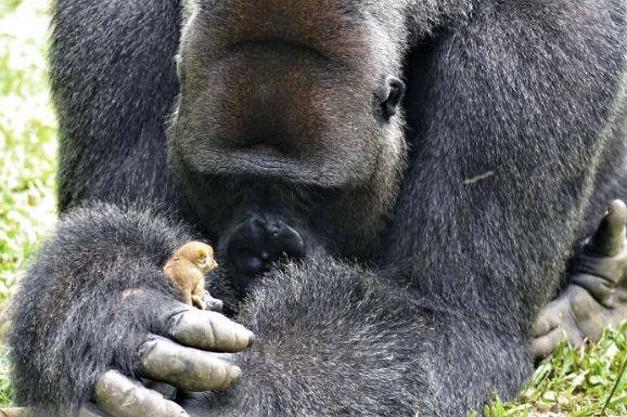 Böyle dostluk görülmedi! Dünya onlara hayran - Resim: 2