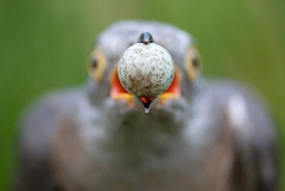 Yılın en vahşi fotoğrafları - Resim: 1