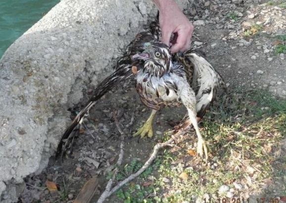 Yılan şahini böyle boğazladı - Resim: 2