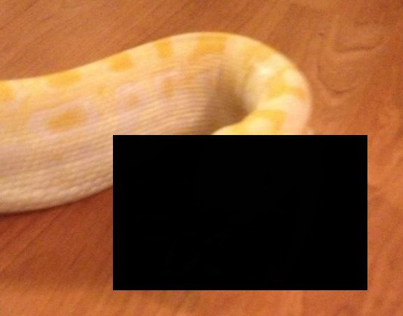 Aç piton sonunda bunu yuttu - Resim: 1