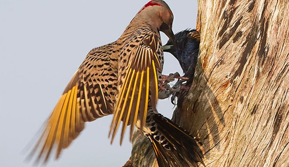 Yuva kavgası canından ediyordu - Resim: 4