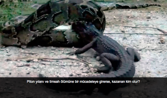 Yılan timsahı böyle mideye indirdi - Resim: 1