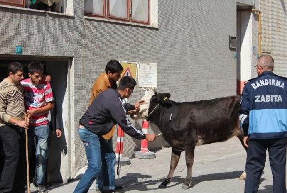 Kızgın boğanın ettiklerine bakın - Resim: 3
