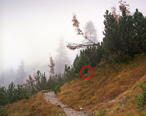 Ne kadar dikkatli bakarsanız bakın göremeyeceksiniz - Resim: 3