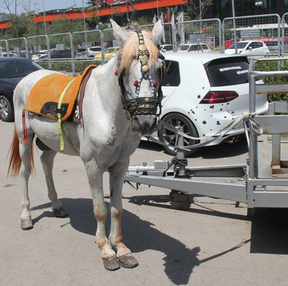 Ata binip gezmek istedi sonrası facia! - Resim: 3