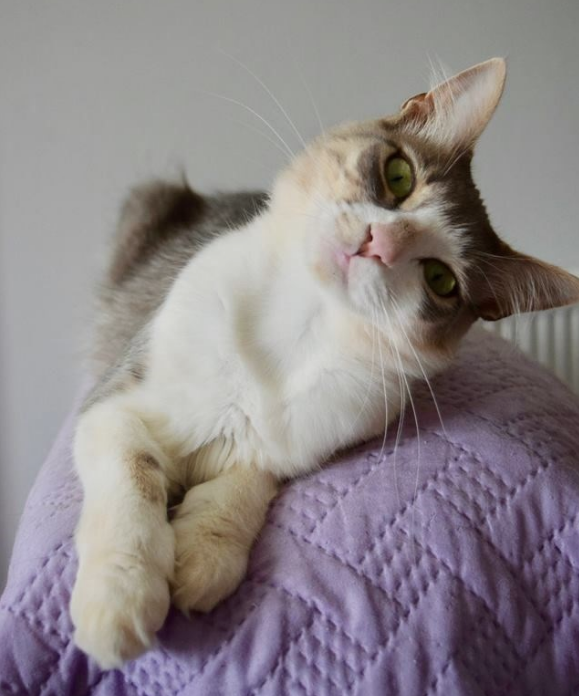 Deniz manzarası eşliğinde Yunan Adası'nda rüya gibi iş ilanı - Resim: 4