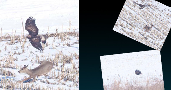 Kartal avını gözüne kestirdi ve... - Resim: 1