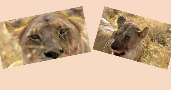 Doğanın vahşileri böyle avlanıyor - Resim: 1