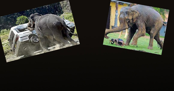 Öfkeli fili durdurmak mümkün olmadı - Resim: 1