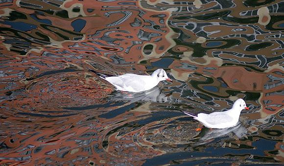 Martıların suyla dansı - Resim: 1