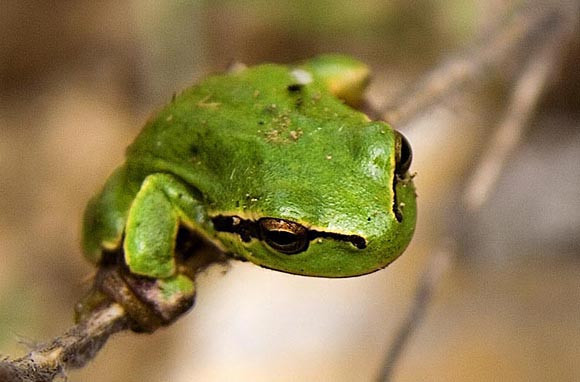 Bazılarının işi bazılarının damak tadı!  - Resim: 2