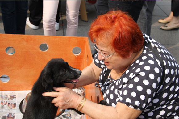 Bakırköy 'Can Dostlarını' sahiplendiriyor - Resim: 1