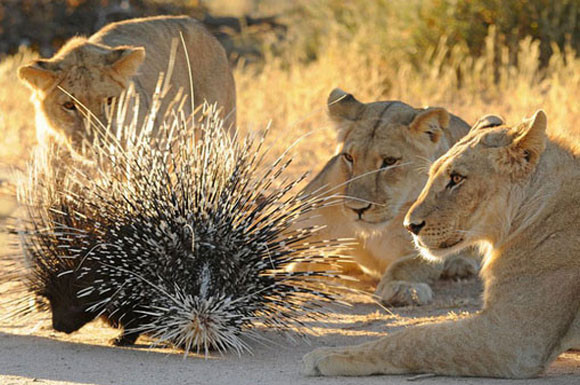 Yavru aslanların avı kirpi olunca... - Resim: 3