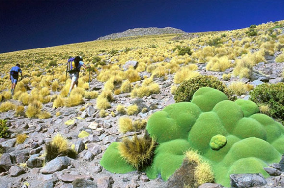 Çöl'ün ortasında maydanoz! - Resim: 2