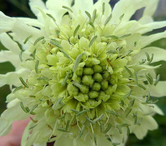 Kanserin çaresi Türkiye'ye has bu bitkide mi? - Resim: 4