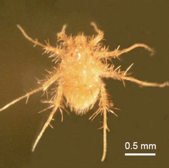 En hızlı kara canlısı bulundu - Resim: 2
