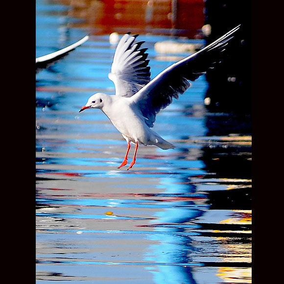 Martıların suyla dansı - Resim: 3