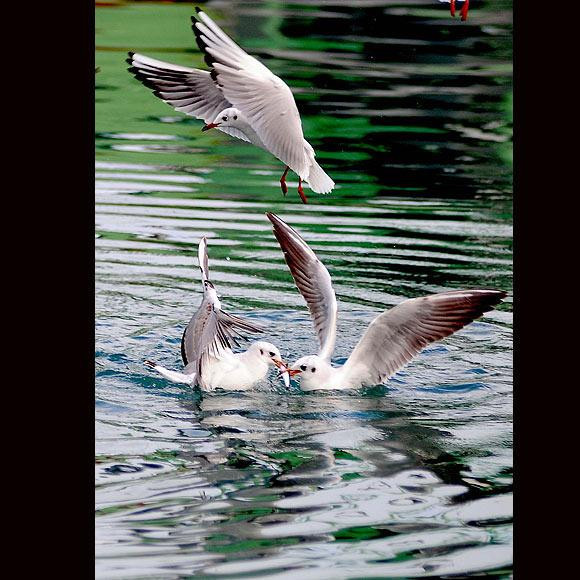 Martıların suyla dansı - Resim: 4