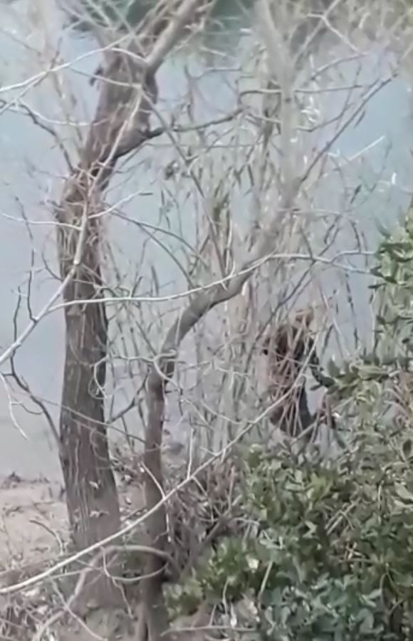 Antalya'da akıntıya rağmen suya girip hareketsiz bekledi! Polis güçlükle ikna etti - Resim: 1