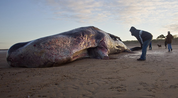 Bu yaratık denizden çıktı - Resim: 1
