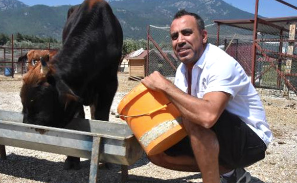 Yüzerek kesilmekten kurtulan dana Ferdinand'ın keyfi yerinde sevgilisi var - Resim: 1