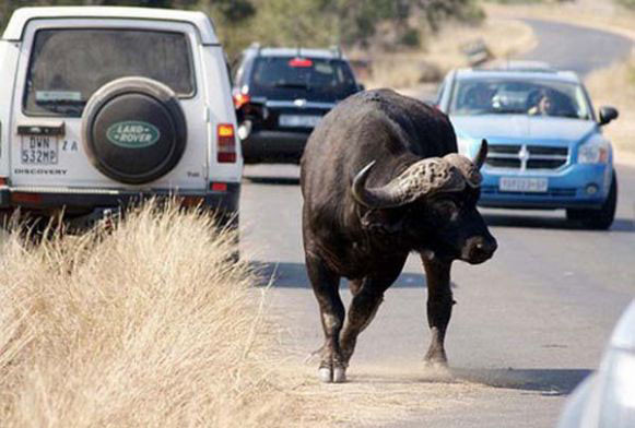 Bufaloyu yol ortasında parçaladı - Resim: 1