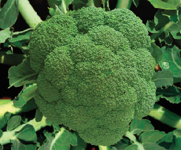 Brokoli hakkında yeni bir keşif! Bakın hangi özelliği ortaya çıktı - Resim: 3