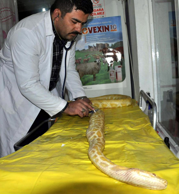 Piton baygınlık geçirirse... - Resim: 4