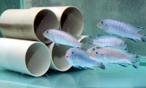 Ciklet balığı mucizesi... - Resim: 3