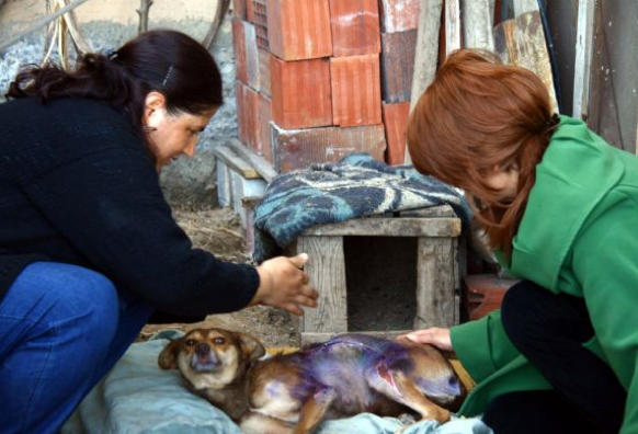 Köpeğin üzerine kızgın yağ döktüler - Resim: 1