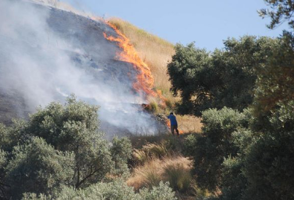 Aydın'da yangın paniği - Resim: 1