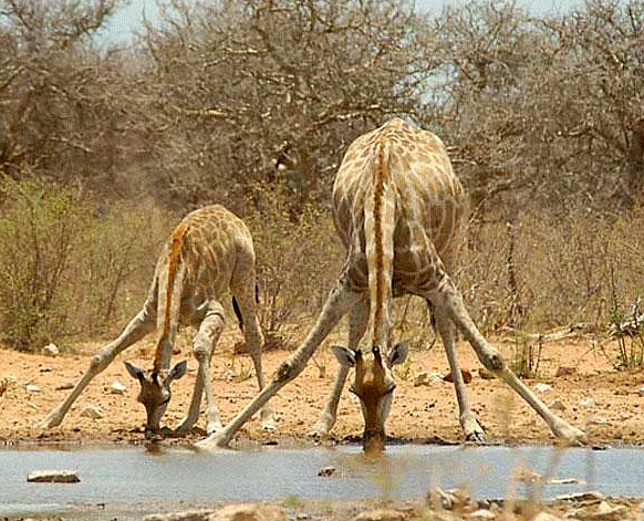 Anneleriyle poz veren sevimli hayvanlar - Resim: 4