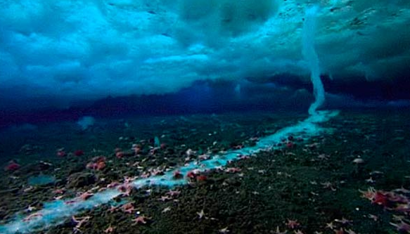 Ölüm sarkıtı ilk kez böyle görüntülendi - Resim: 1