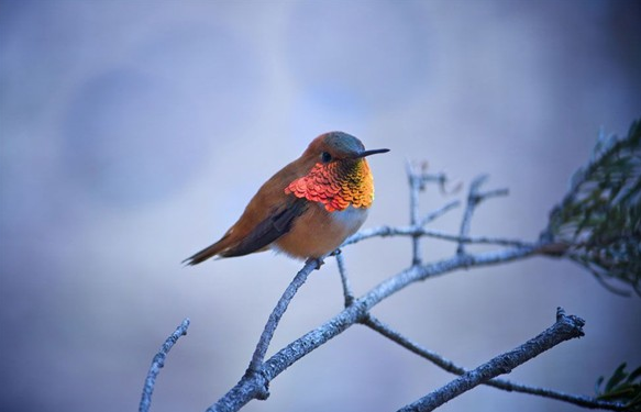 İşte 2011'in en iyi fotoğrafları! - Resim: 2