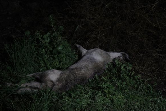 60 yaşındaki adam beslediği köpeklerin saldırısı sonucu öldü - Resim: 1