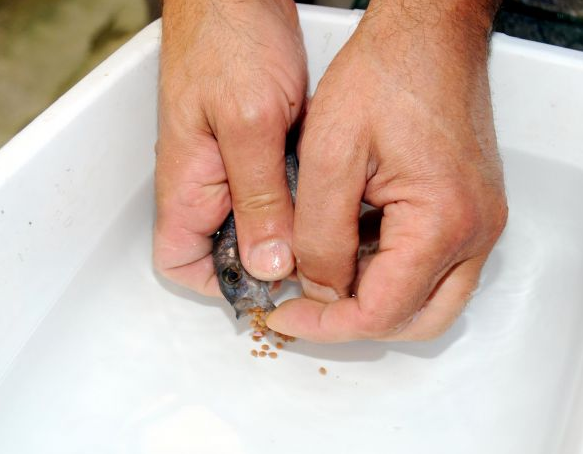 Ciklet balığı mucizesi... - Resim: 1