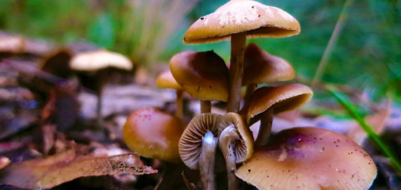 'Sihirli mantar' depresyon hastalarına iyi geliyor - Resim: 3