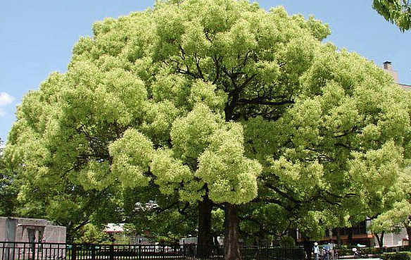 Kafur Ağacı'nın faydalarını duyunca çok şaşıracaksınız! - Resim: 1