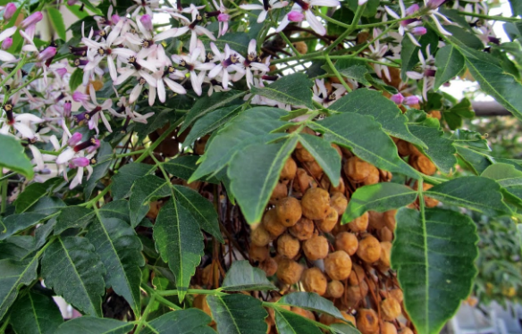 Daha önce duymadığınız bu ağacın yağı bakın neye iyi geliyor - Resim: 4