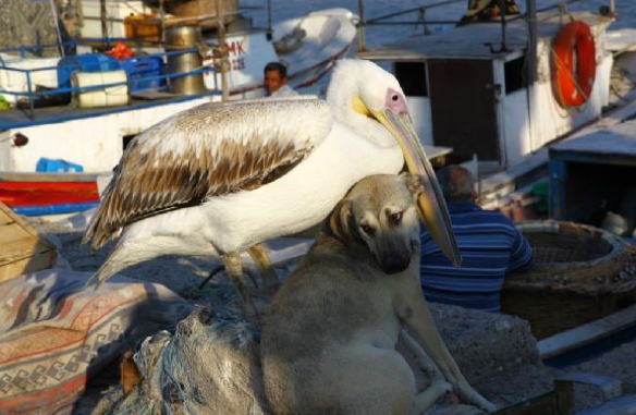 Bu dostluk görenleri şaşkına çeviriyor - Resim: 4